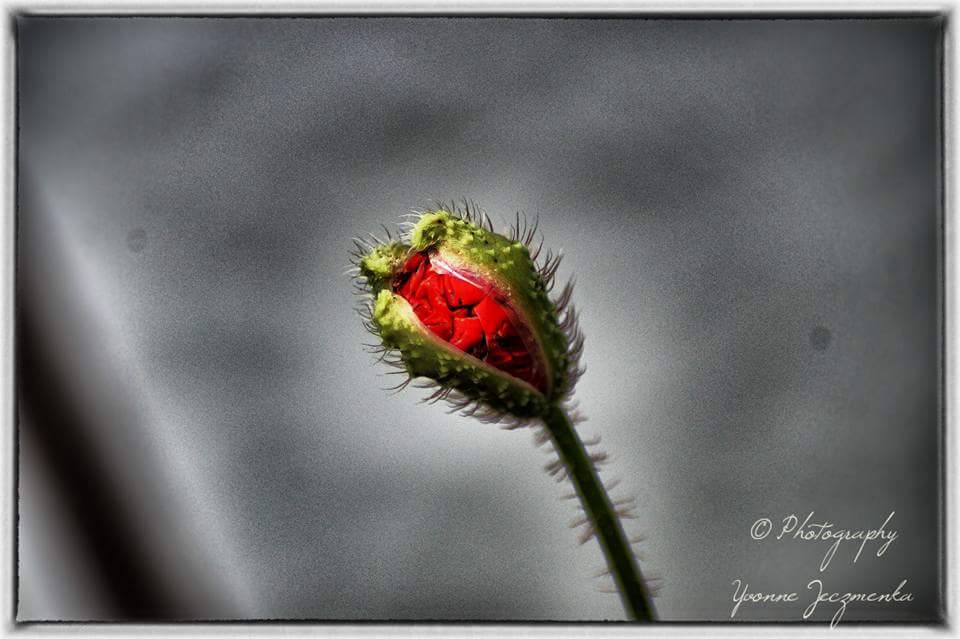 Klatschmohn 