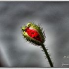 Klatschmohn 