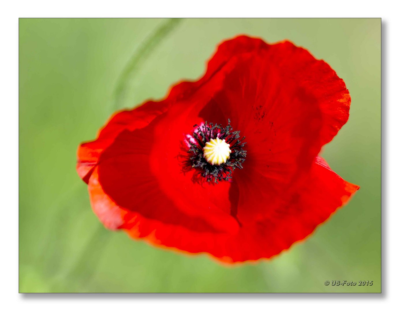 Klatschmohn