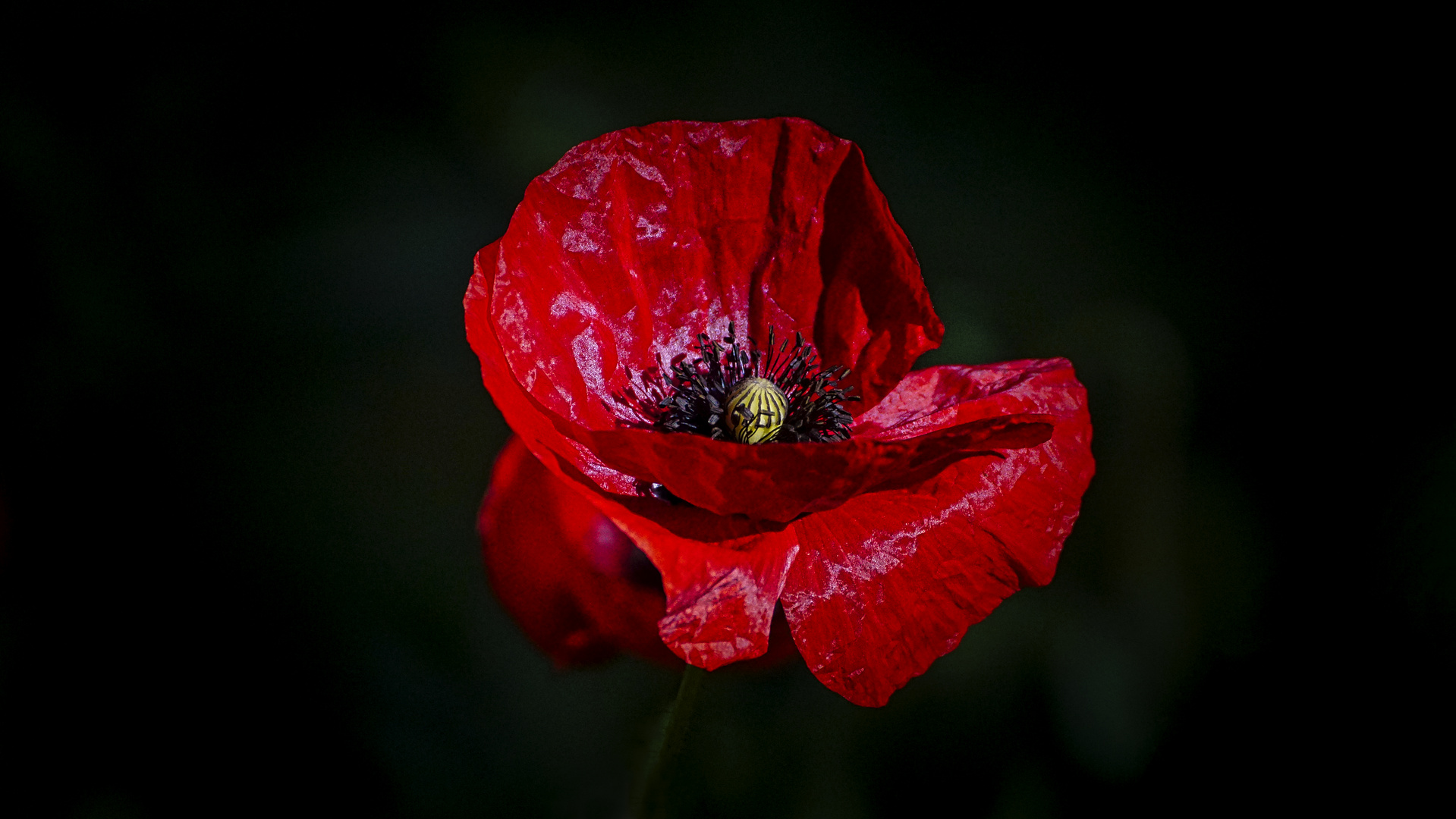 Klatschmohn