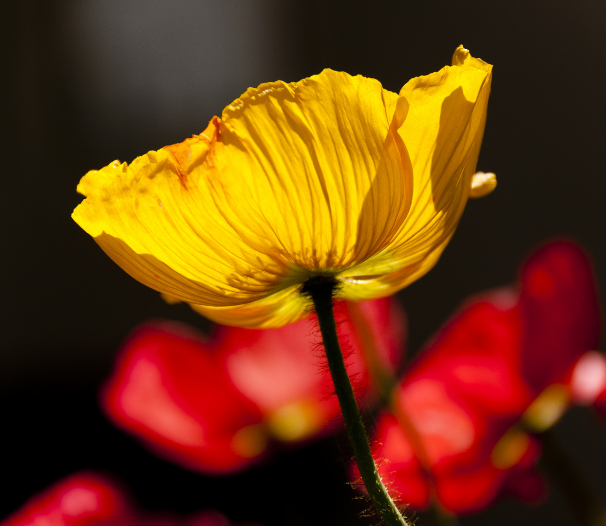 Klatschmohn