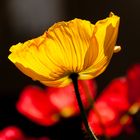 Klatschmohn