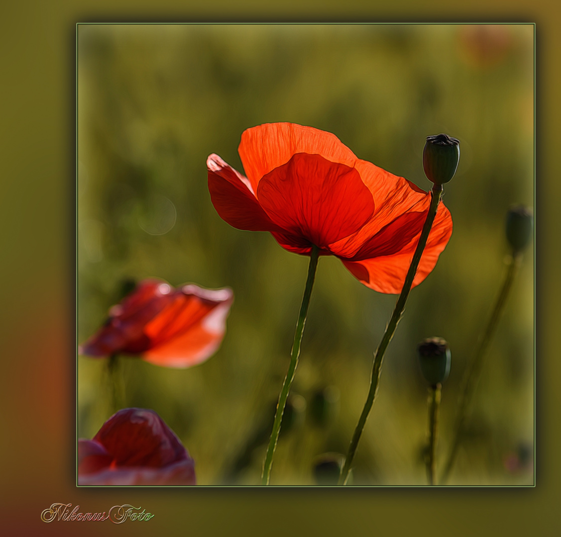  Klatschmohn  