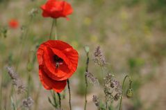 Klatschmohn