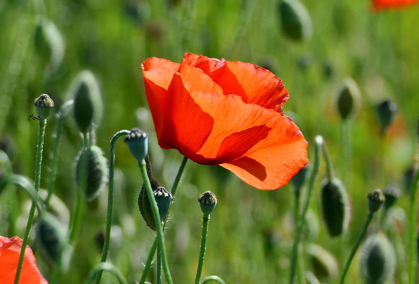 Klatschmohn