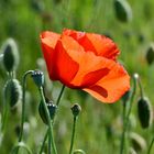 Klatschmohn