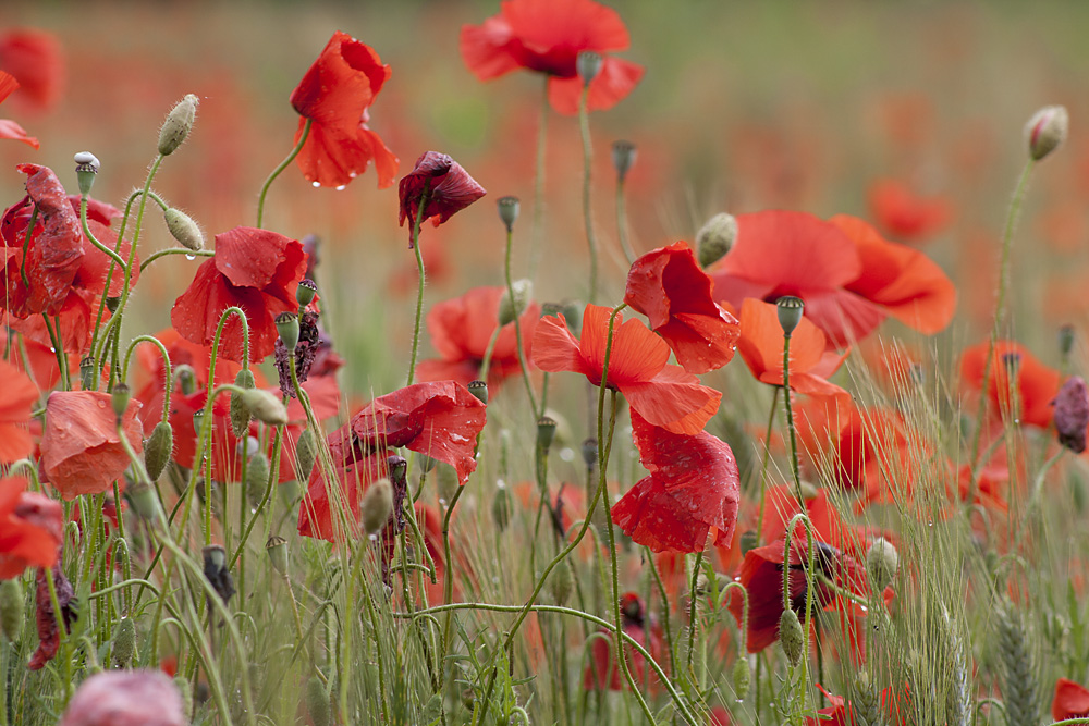 Klatschmohn