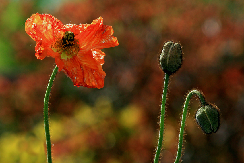 Klatschmohn