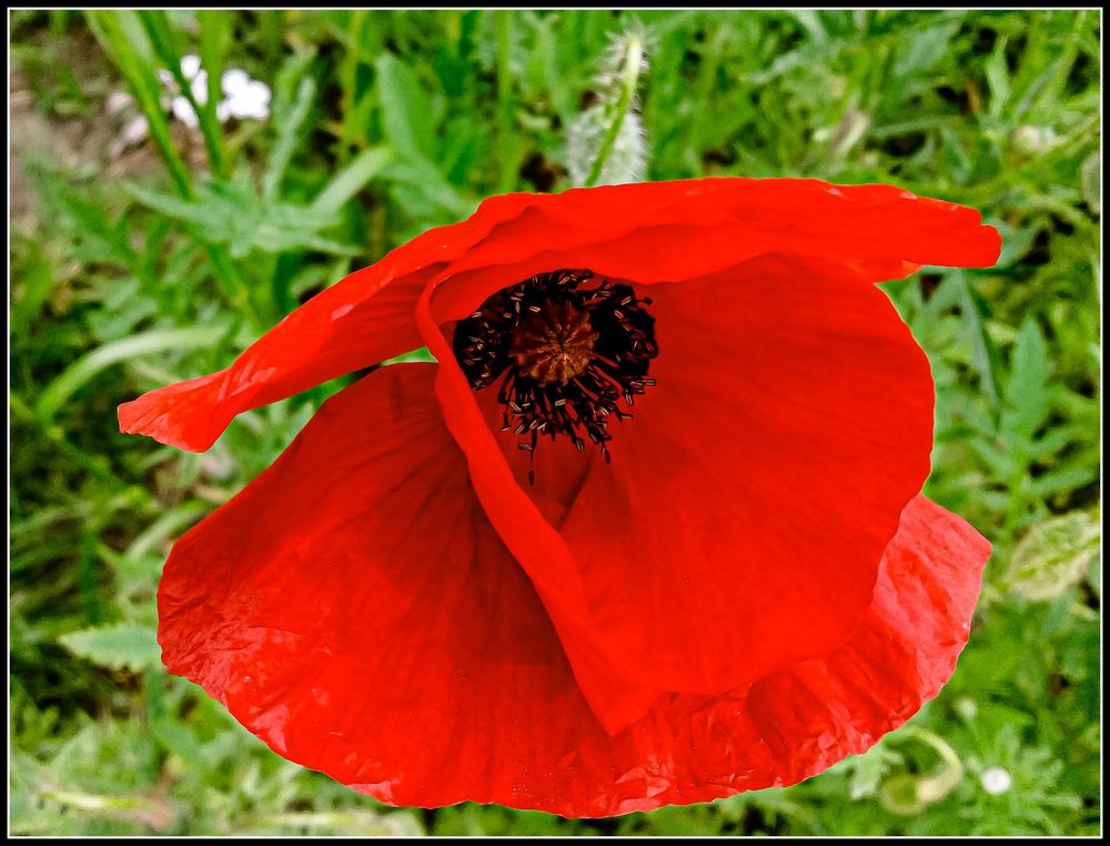 Klatschmohn