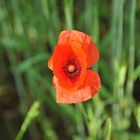 Klatschmohn