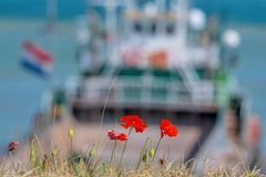 Klatschmohn