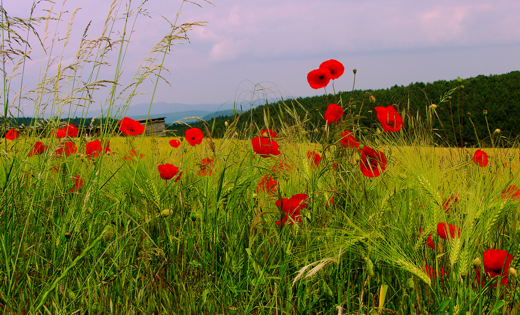 Klatschmohn