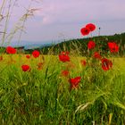 Klatschmohn