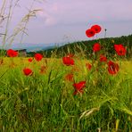 Klatschmohn