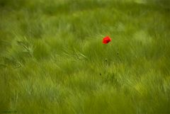 Klatschmohn