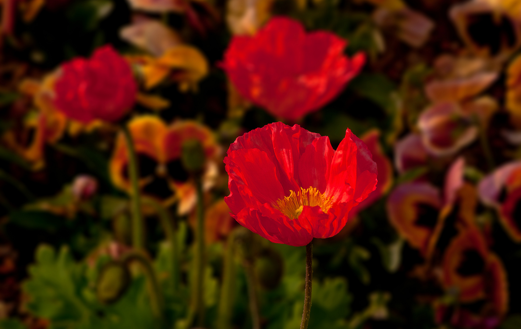 Klatschmohn