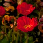 Klatschmohn