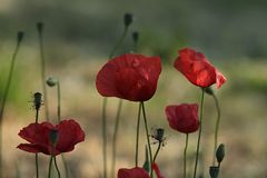 Klatschmohn