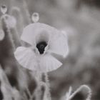 klatschmohn.