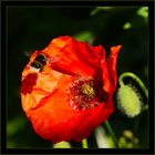 Klatschmohn