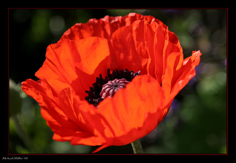 Klatschmohn