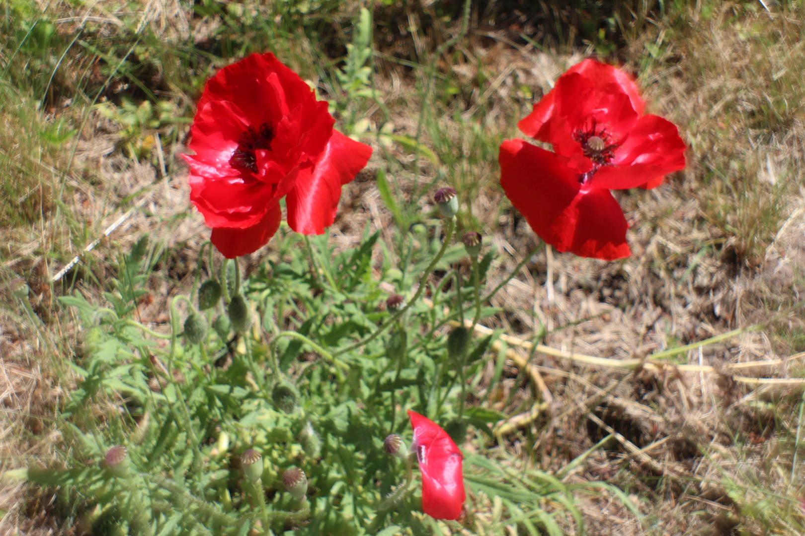 Klatschmohn