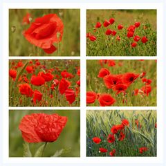 Klatschmohn