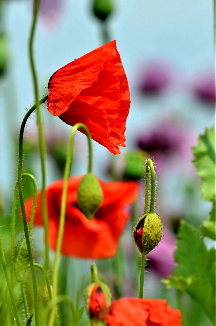 Klatschmohn 