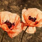 Klatschmohn