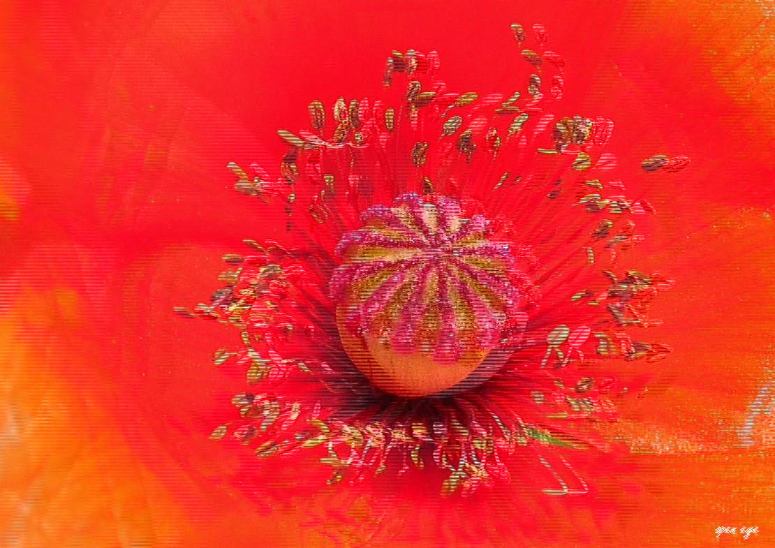 Klatschmohn