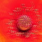 Klatschmohn