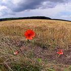 Klatschmohn