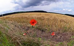 Klatschmohn