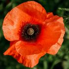 Klatschmohn