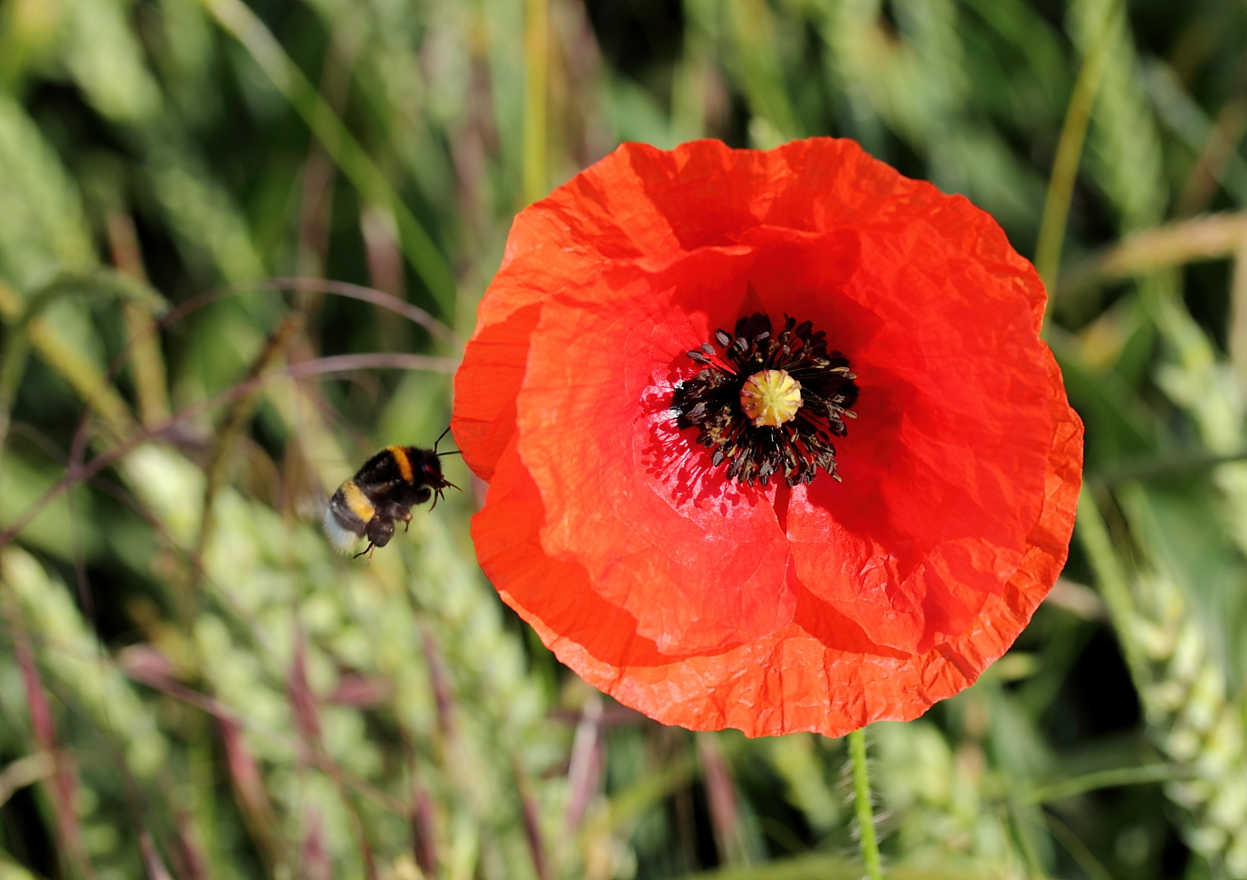 Klatschmohn