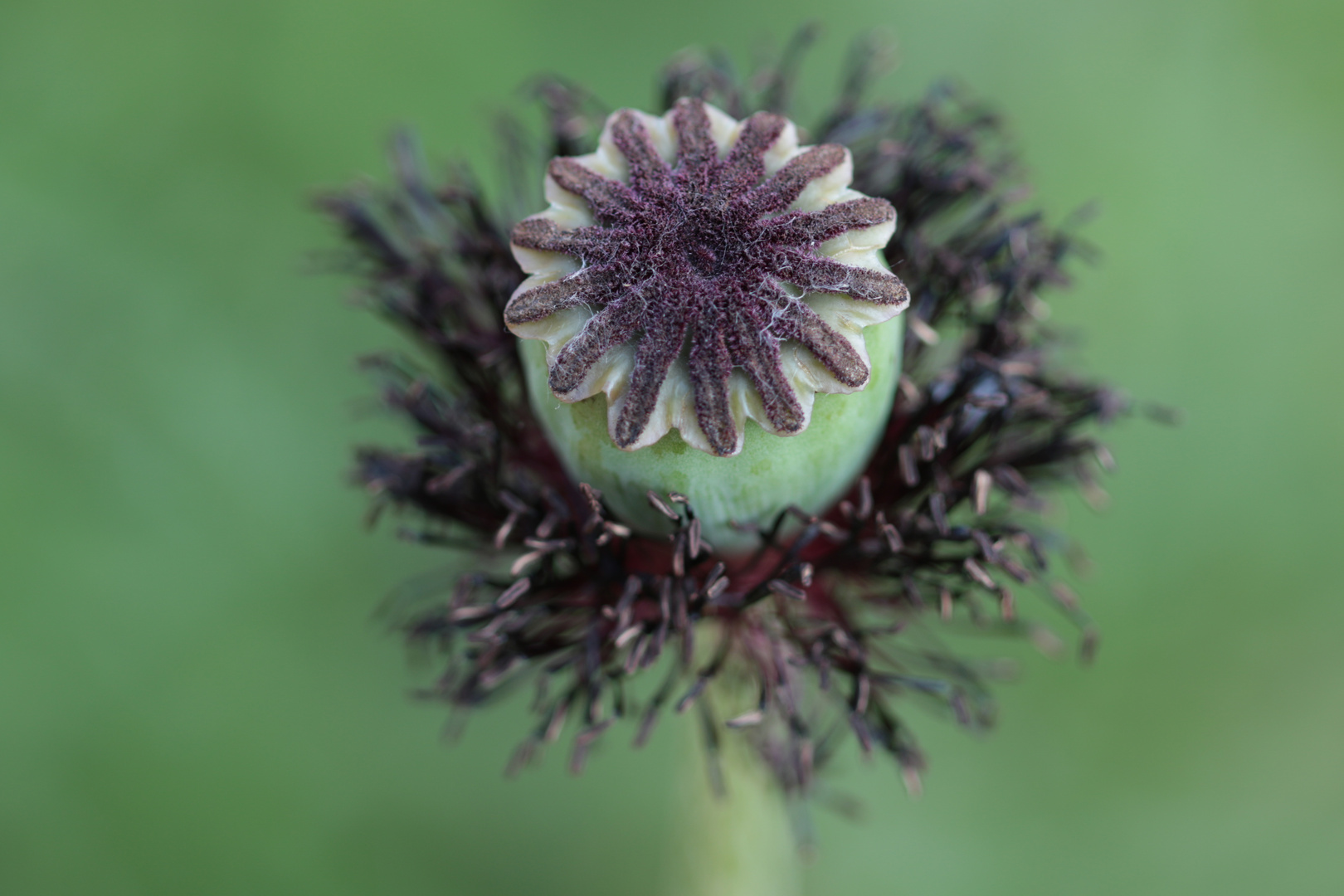 Klatschmohn