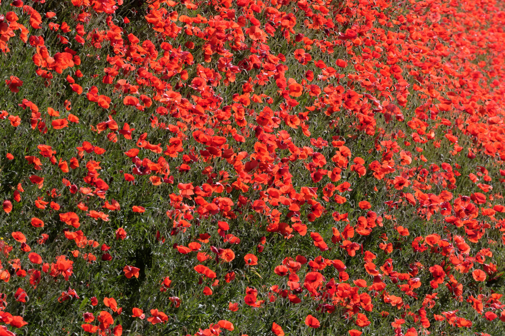 Klatschmohn 3