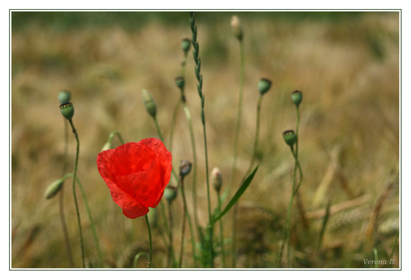 Klatschmohn # 3