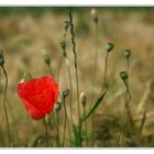 Klatschmohn # 3