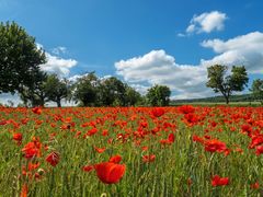 Klatschmohn