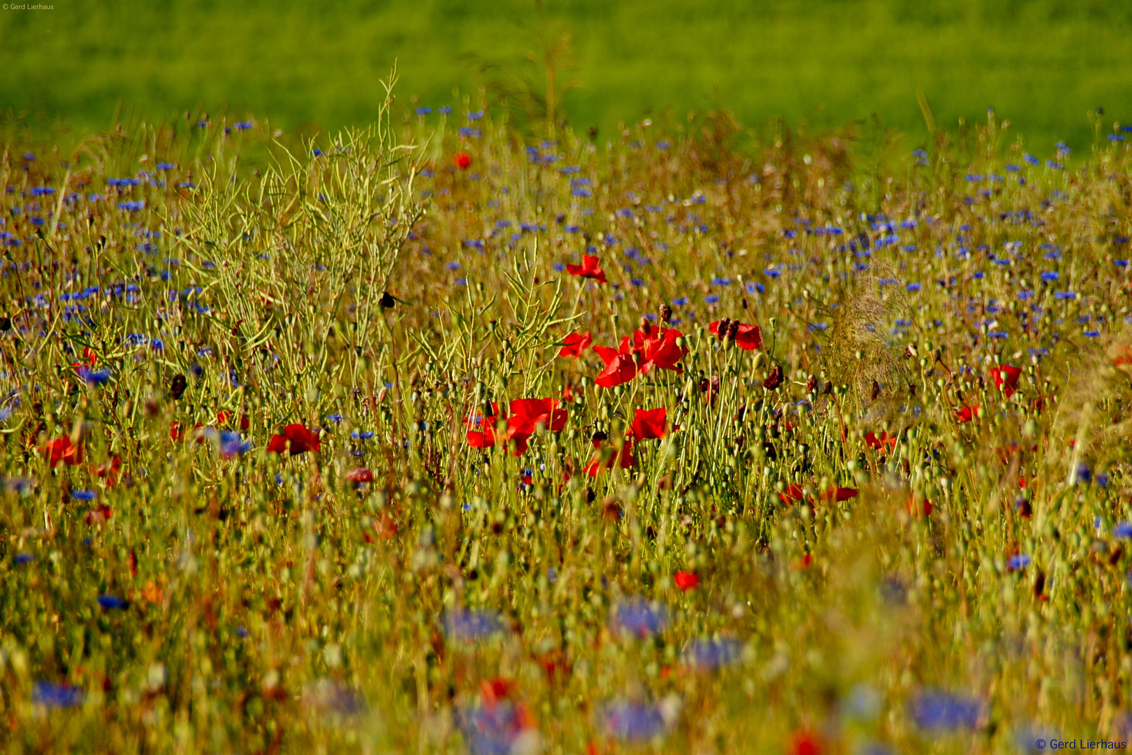 Klatschmohn