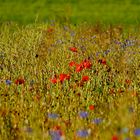 Klatschmohn