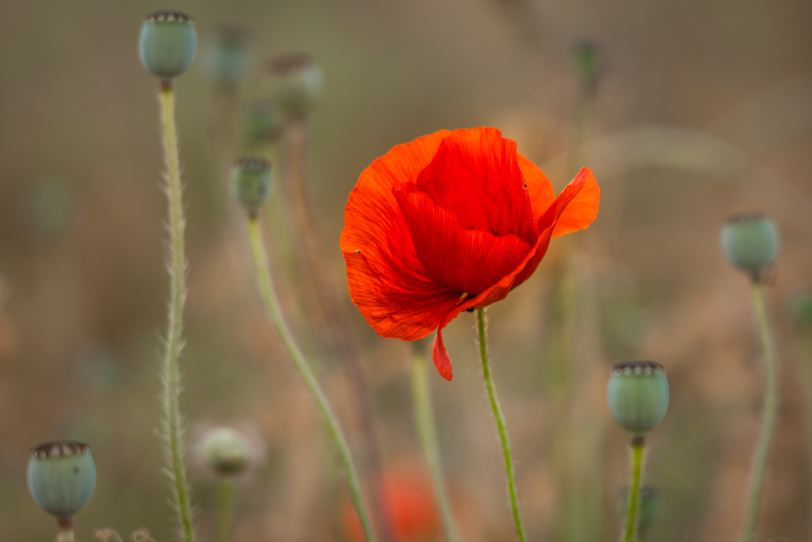 Klatschmohn