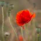 Klatschmohn