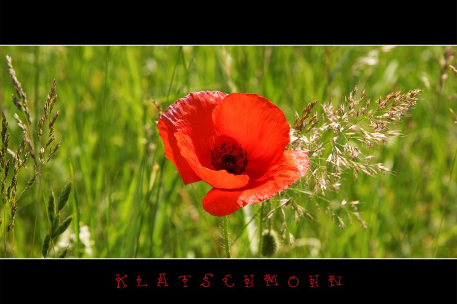 Klatschmohn