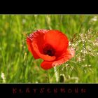 Klatschmohn