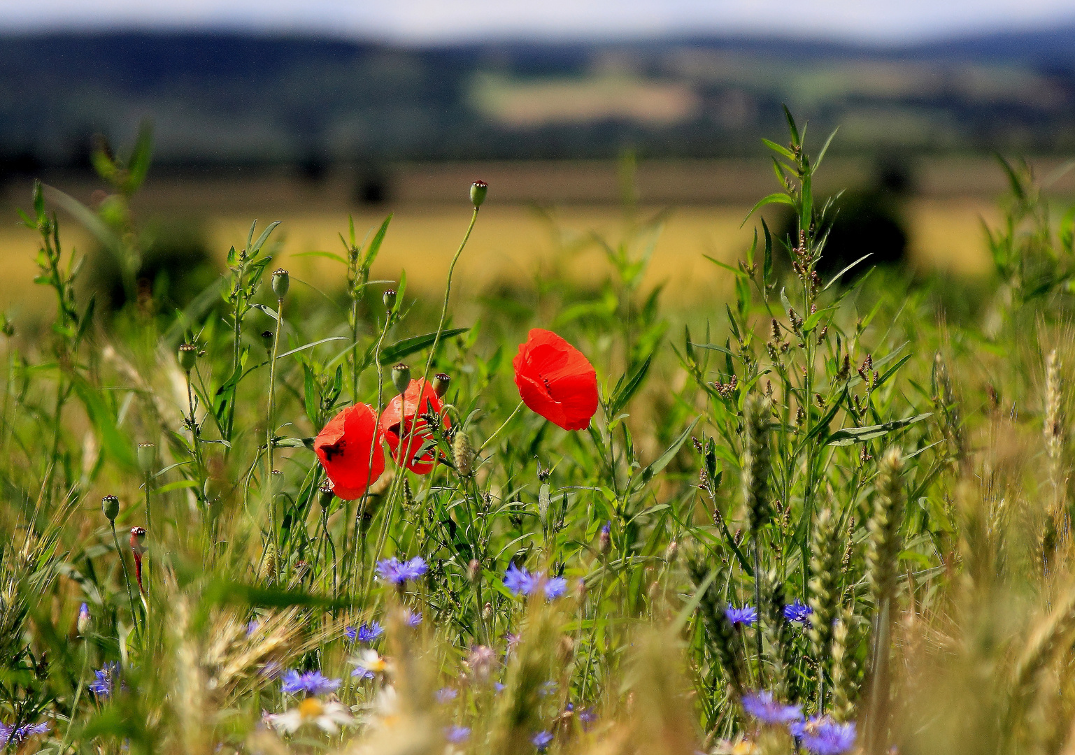 Klatschmohn