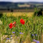 Klatschmohn