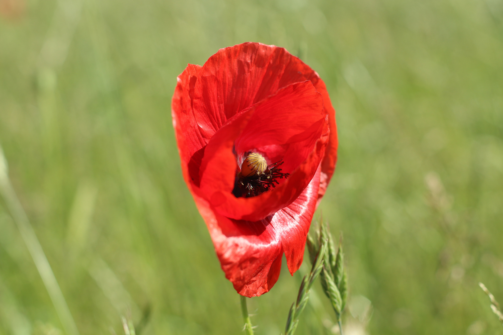 Klatschmohn