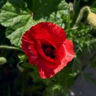 Klatschmohn